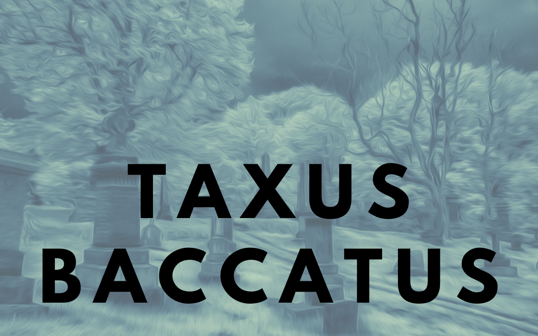A Halloween Tale – Taxus Baccatus
