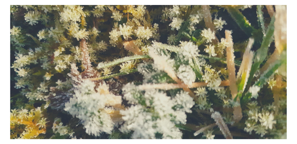 helen McNulty Photography Ice Drumskinny Bog Moss frozen heather